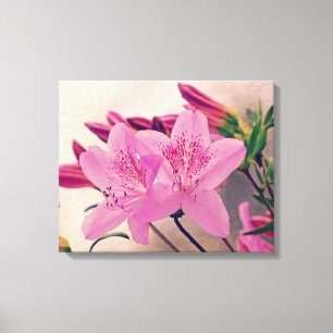 Azalea Blooms Canvas Print