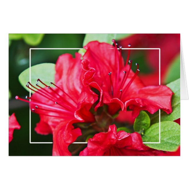 Azalea Blossoms (Front Horizontal)
