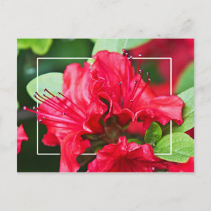Azalea Blossoms Postcard