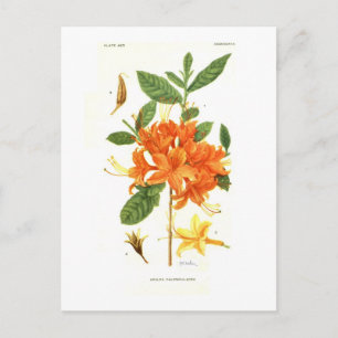 Azalea calendulacea postcard