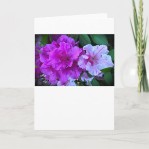 Azalea, Card