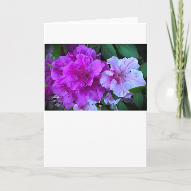 Azalea, Card (Front)