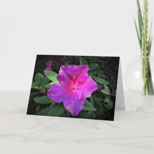 Azalea, card