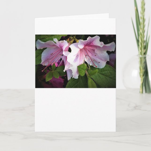 Azalea, card (Front)