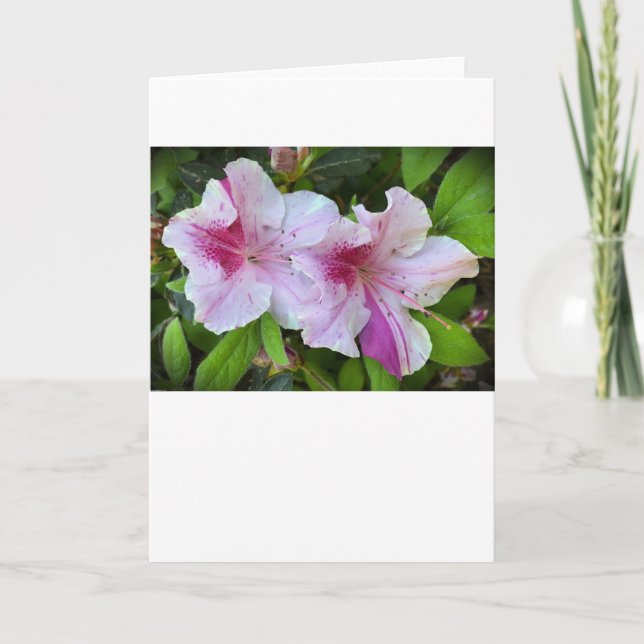 Azalea, Card (Front)
