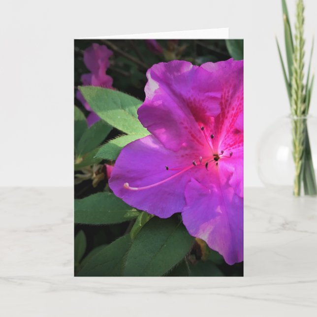 Azalea, card (Front)