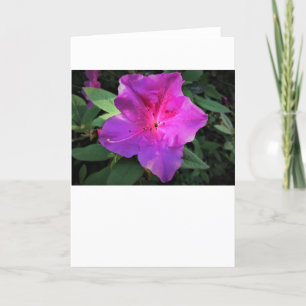 Azalea, card