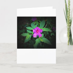 Azalea, card