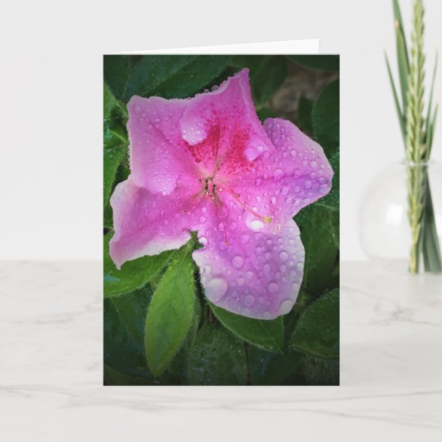 Azalea, card (Front)