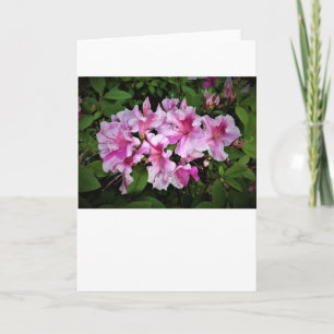 Azalea, card