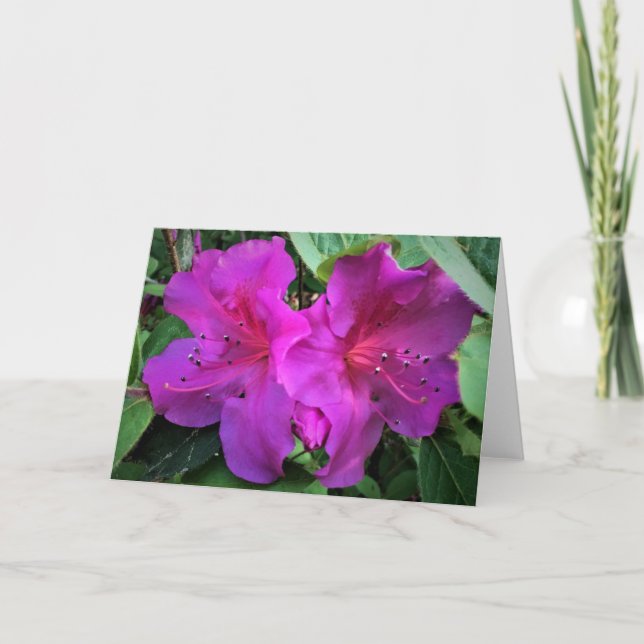 Azalea, card (Front)