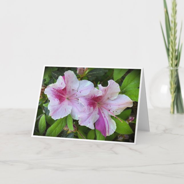 Azalea, Card (Front)