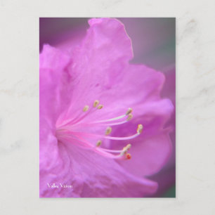 Azalea Close-up Postcard