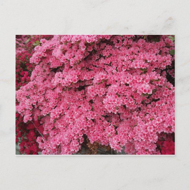 Azalea Cluster Postcard (Front)