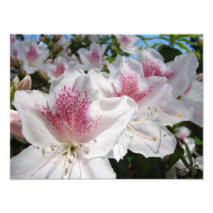 Azalea Flowers Garden Photography Florals Photo Print