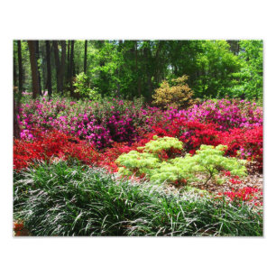 Azalea Gardens Photo Print