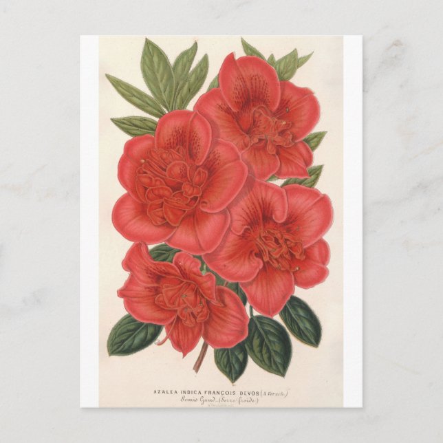 Azalea (Indica) Francois Devos by Charles Lemaire Postcard (Front)