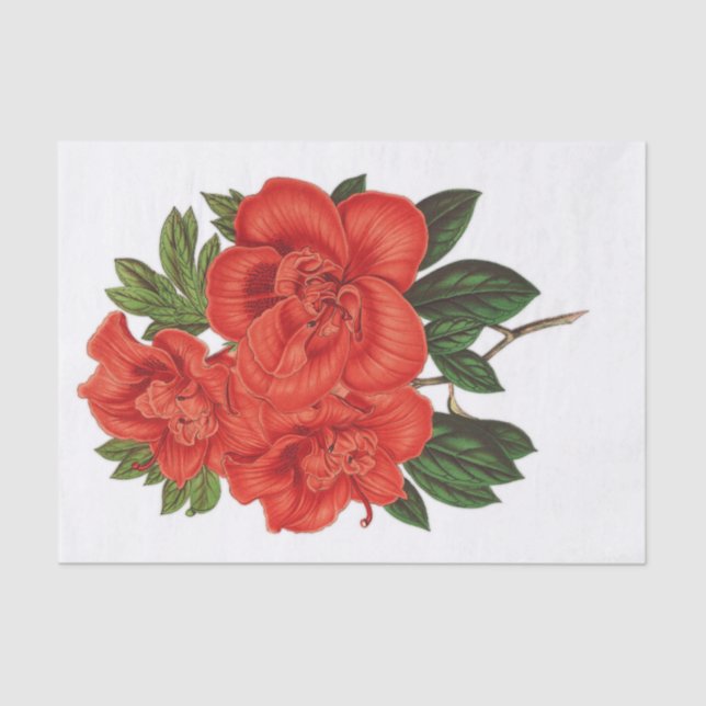 Azalea (indica) Grand Duchess, Decoupage Tissue Paper (Front)