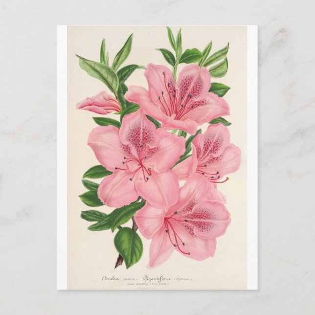 Azalea Indica (Hybrida) Gigantiflora by Lemaire Postcard (Front)