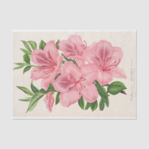 Azalea Indica (Hybrida) Gigantiflora by Lemaire Tissue Paper