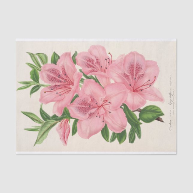 Azalea Indica (Hybrida) Gigantiflora by Lemaire Tissue Paper (Front)