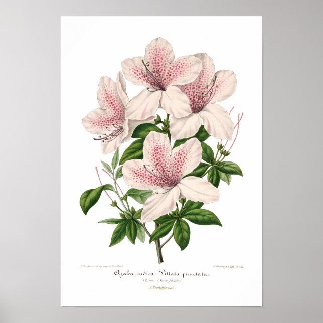 Azalea indica - vittata punctata poster (Front)