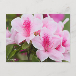 Azalea [Postcard] Postcard