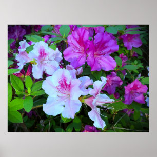 Azalea, poster