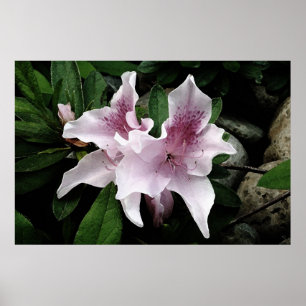 Azalea Poster