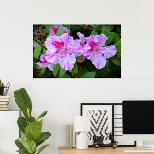Azalea,  poster