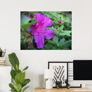 Azalea, poster