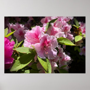 Azalea,  poster