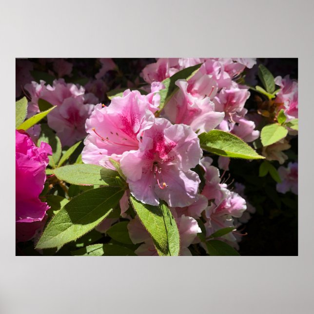 Azalea,  poster (Front)