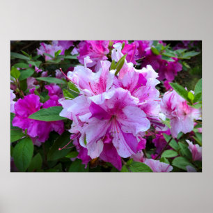 Azalea, Poster