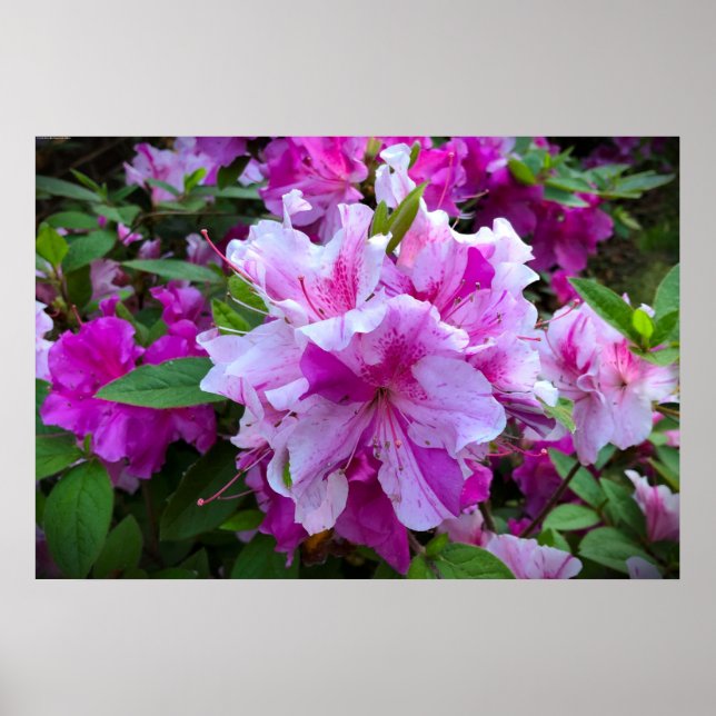 Azalea, Poster (Front)