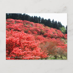 Azalea Scenery:Postcard Postcard