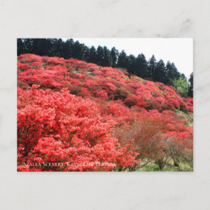 Azalea Scenery:Postcard Postcard