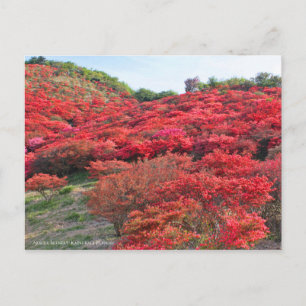 Azalea Scenery [Postcard] Postcard