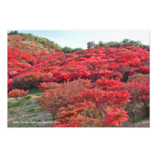 Azalea Scenery [Premium Silver Salt Paper] Photo Print