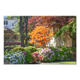Azalea Trail Garden in Tyler, Texas Photo Print