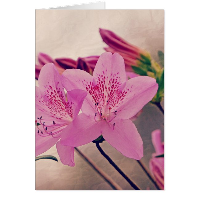 Azaleas (Front)