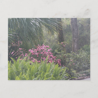 Azaleas and Ferns Postcard