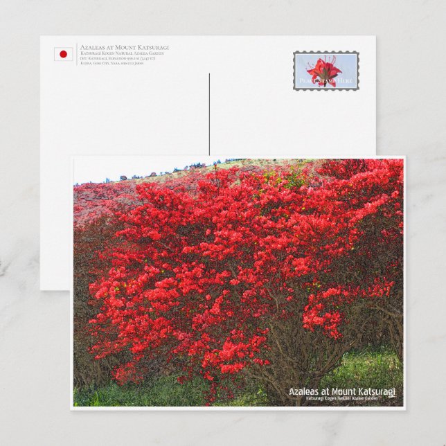 Azaleas at Mount Katsuragi Postcard (Front/Back)