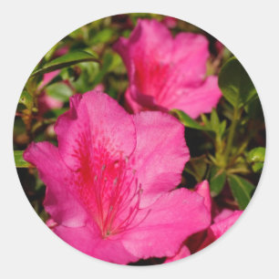 Azaleas Classic Round Sticker