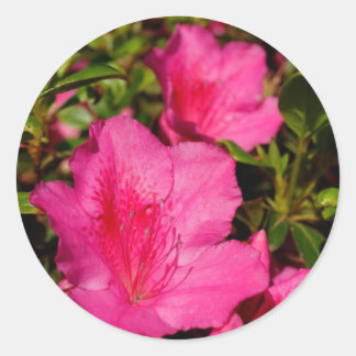 Azaleas Classic Round Sticker