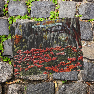 Azaleas in Bloom in Savannah GA Postcards