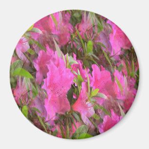 Azaleas in Pink.... Magnet