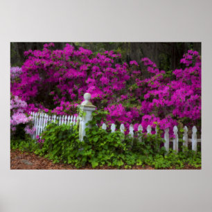 Azaleas in the spring at Historic Isle of Hope Poster