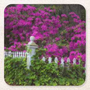 Azaleas in the spring at Historic Isle of Hope Square Paper Coaster