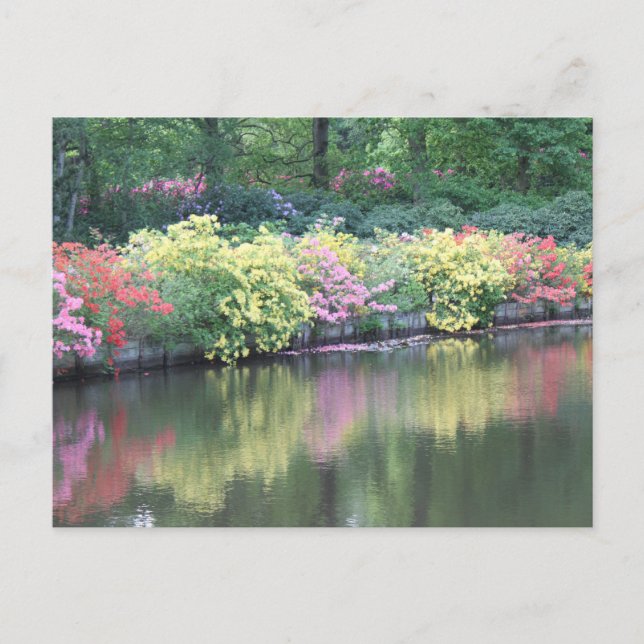 Azaleas Postcard (Front)